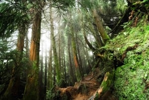 São Miguel: Wycieczka quadami i buggy po kraterze Sete Cidades