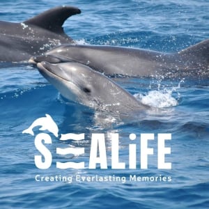 SeaLife Dolphin Watching Lagos