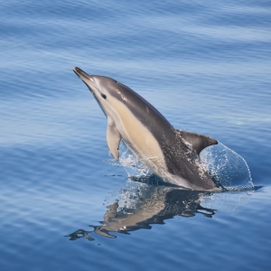 SeaLife Dolphin Watching Lagos