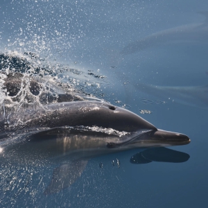 SeaLife Dolphin Watching Lagos