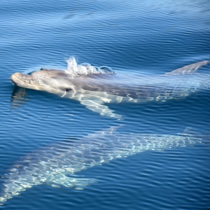 SeaLife Dolphin Watching Lagos