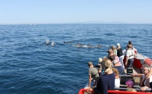 Seatrips Boat Tours