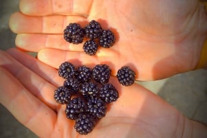 Serra de Monchique & Bravura Halvdagstur i terrenget