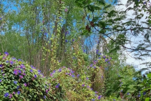 Serra de Monchique: giro in jeep con picnic incluso