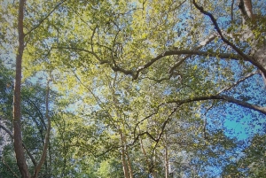 Serra de Monchique: giro in jeep con picnic incluso