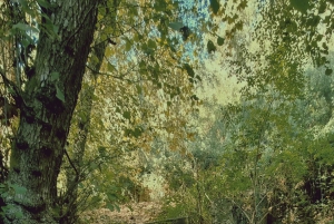 Serra de Monchique: giro in jeep con picnic incluso