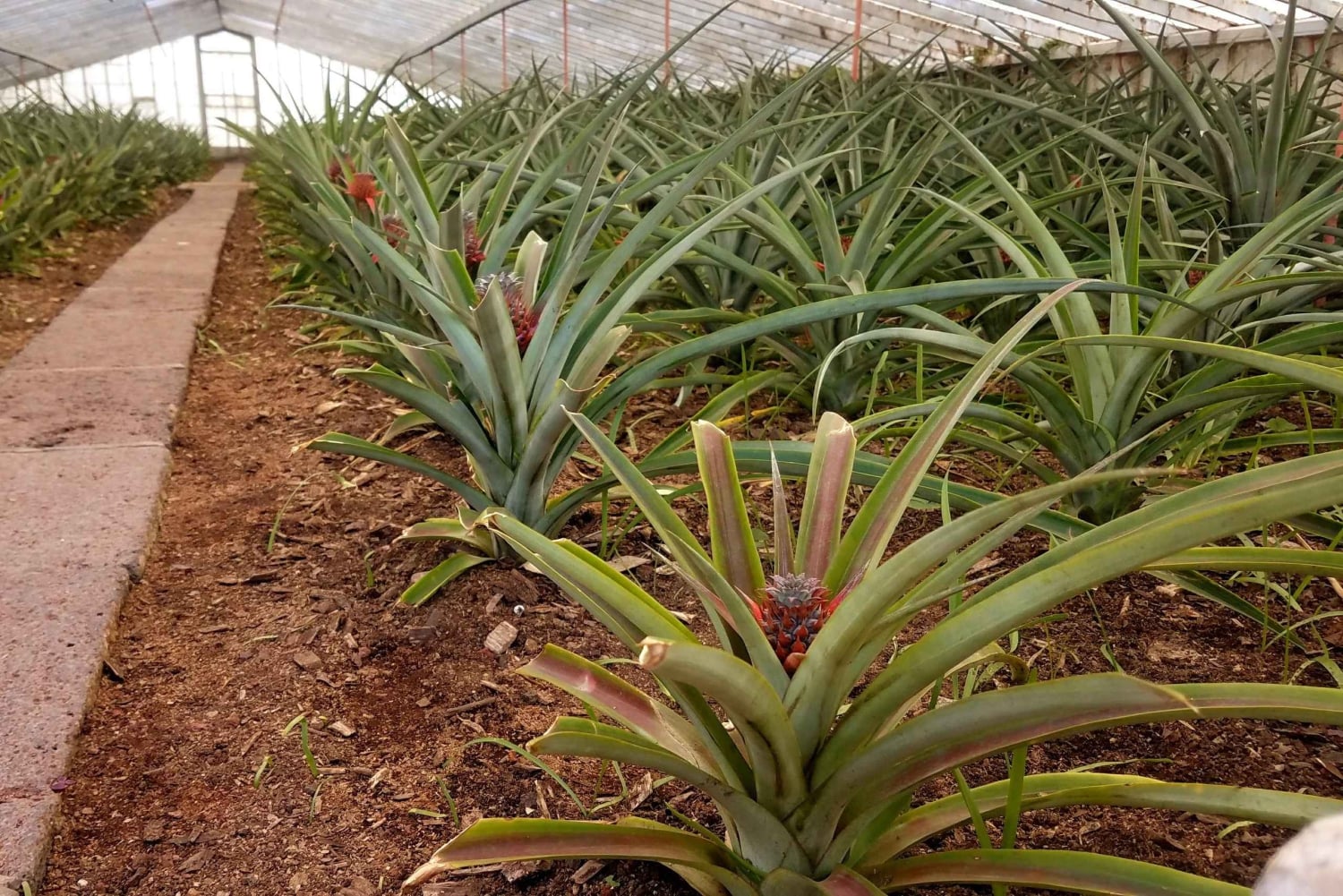 Sete Cidades - Half Day Tour