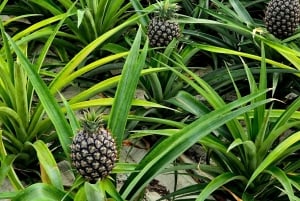 Sieben Städte und Feuersee Ganztägige Tour