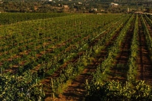 Silves: Algarve Vineyard Tour with Premium Wine Tasting