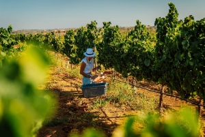 Silves: Algarve Vineyard Tour with Premium Wine Tasting