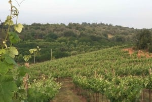 Silves: Algarvianische Weinkeller Tour und Verkostung