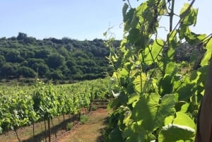 Silves: Algarvianische Weinkeller Tour und Verkostung