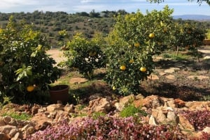Silves: Algarvianische Weinkeller Tour und Verkostung