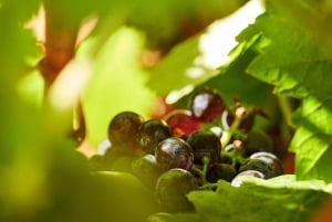 Silves: Algarvianische Weinkeller Tour und Verkostung