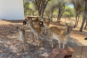 Тавира, Касела-Велья и отдых на острове Тавира