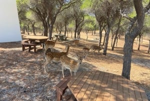 Тавира, Касела-Велья и отдых на острове Тавира