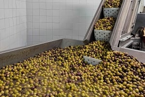 Stadt Tavira & Olivenfabrik