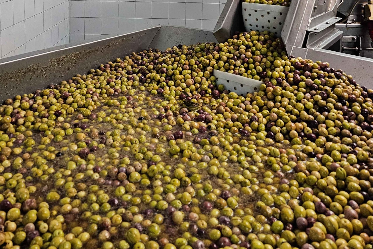 Tavira City & Olive Factory