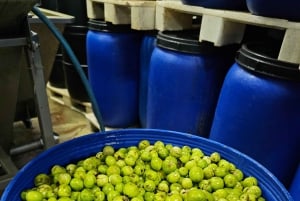 Tavira City & Olive Factory