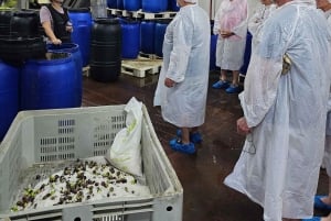 Tavira City & Olive Factory