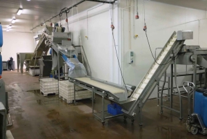 Tavira: Olive Experience with Factory Tour and Tasting