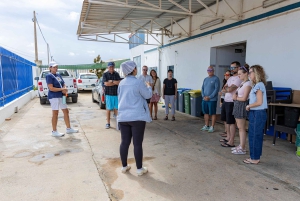 Tavira: Olive Experience with Factory Tour and Tasting