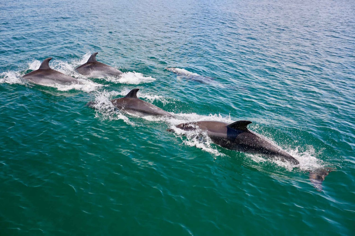Vilamoura: Passeio de barco Dolphin Quest