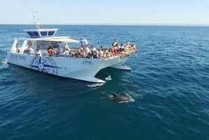 Vilamoura: Boat Tour Dolphin Quest