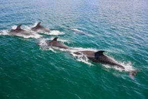 Vilamoura: Boat Tour Dolphin Quest