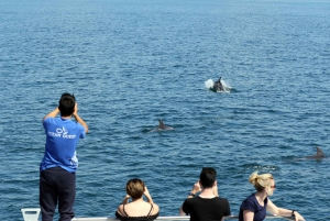 Vilamoura: Boat Tour Dolphin Quest