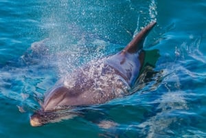 Vilamoura: Boat Tour Dolphin Quest