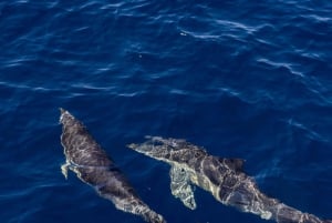 Vilamoura: Båttur med delfinjakt