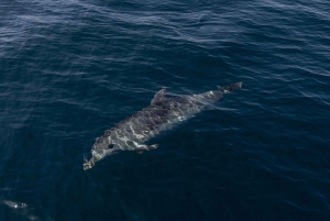 Vilamoura: Båttur med delfinjakt