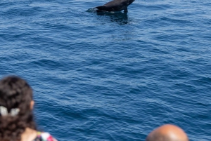 Vilamoura: Båttur med delfinjakt