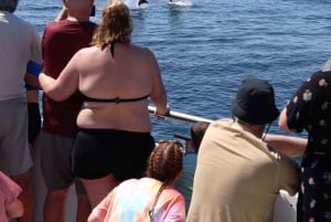 Vilamoura: Passeio de barco Dolphin Quest