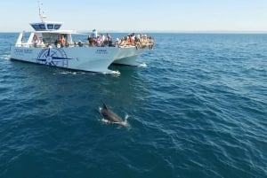 Vilamoura: Passeio de barco Dolphin Quest