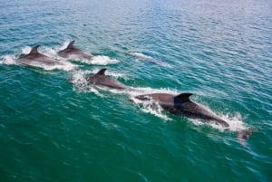 Vilamoura: Passeio de barco Dolphin Quest