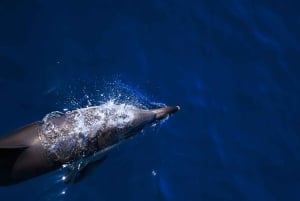 Vilamoura: Passeio de barco Dolphin Quest