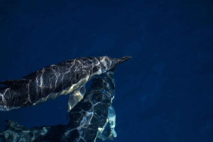 Vilamoura: Passeio de barco Dolphin Quest