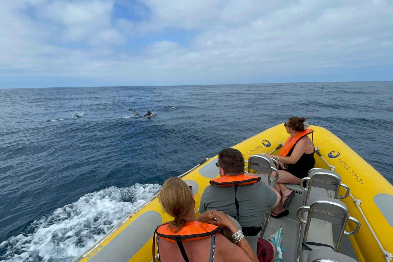 Vilamoura: Safari privado de observação da vida marinha em barco