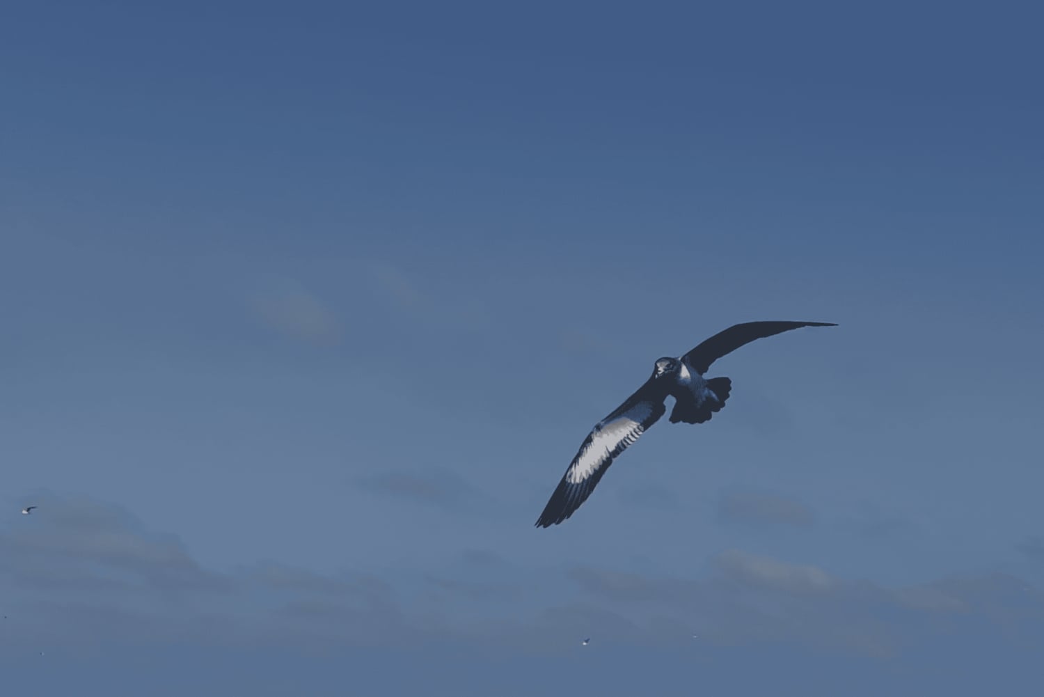 Vilamoura: Safari privado de observação da vida marinha em barco