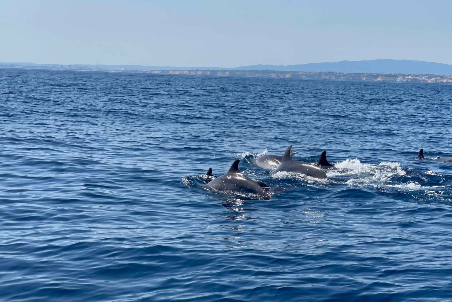 Vilamoura: Safari privado de observação da vida marinha em barco