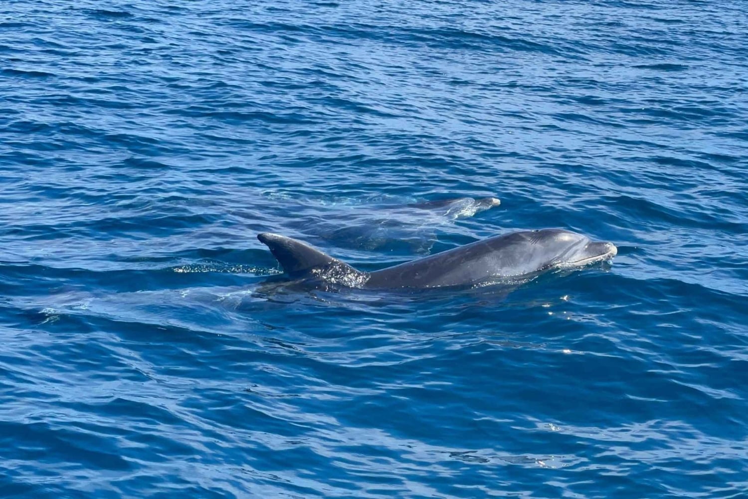 Vilamoura: Safari privado de observação da vida marinha em barco