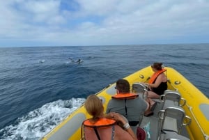 Vilamoura: Safari privado de observação da vida marinha em barco