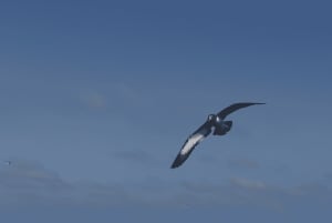 Vilamoura: Safari privado de observação da vida marinha em barco