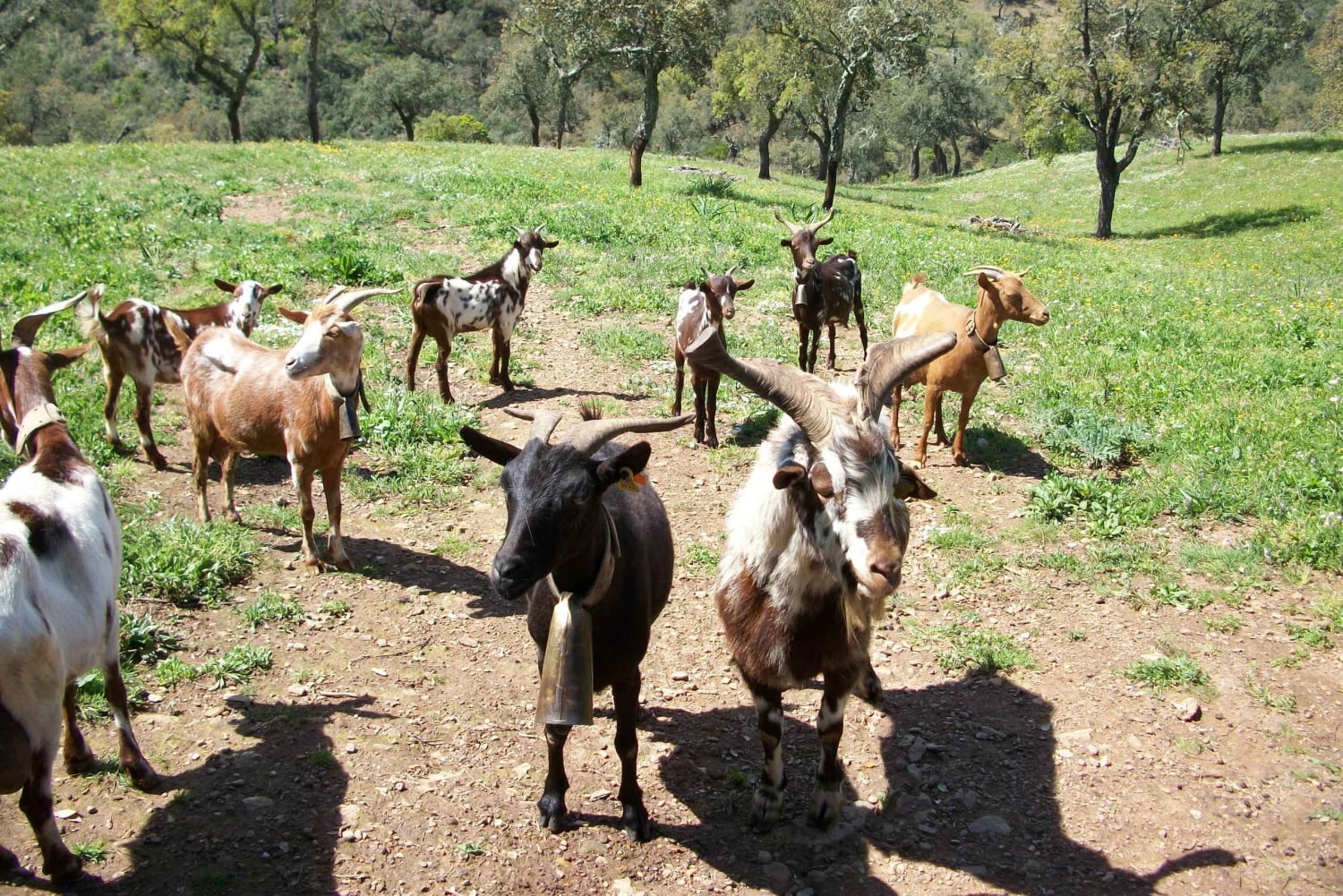 Walk through Hills With a Local Goat Herder and Their Goats