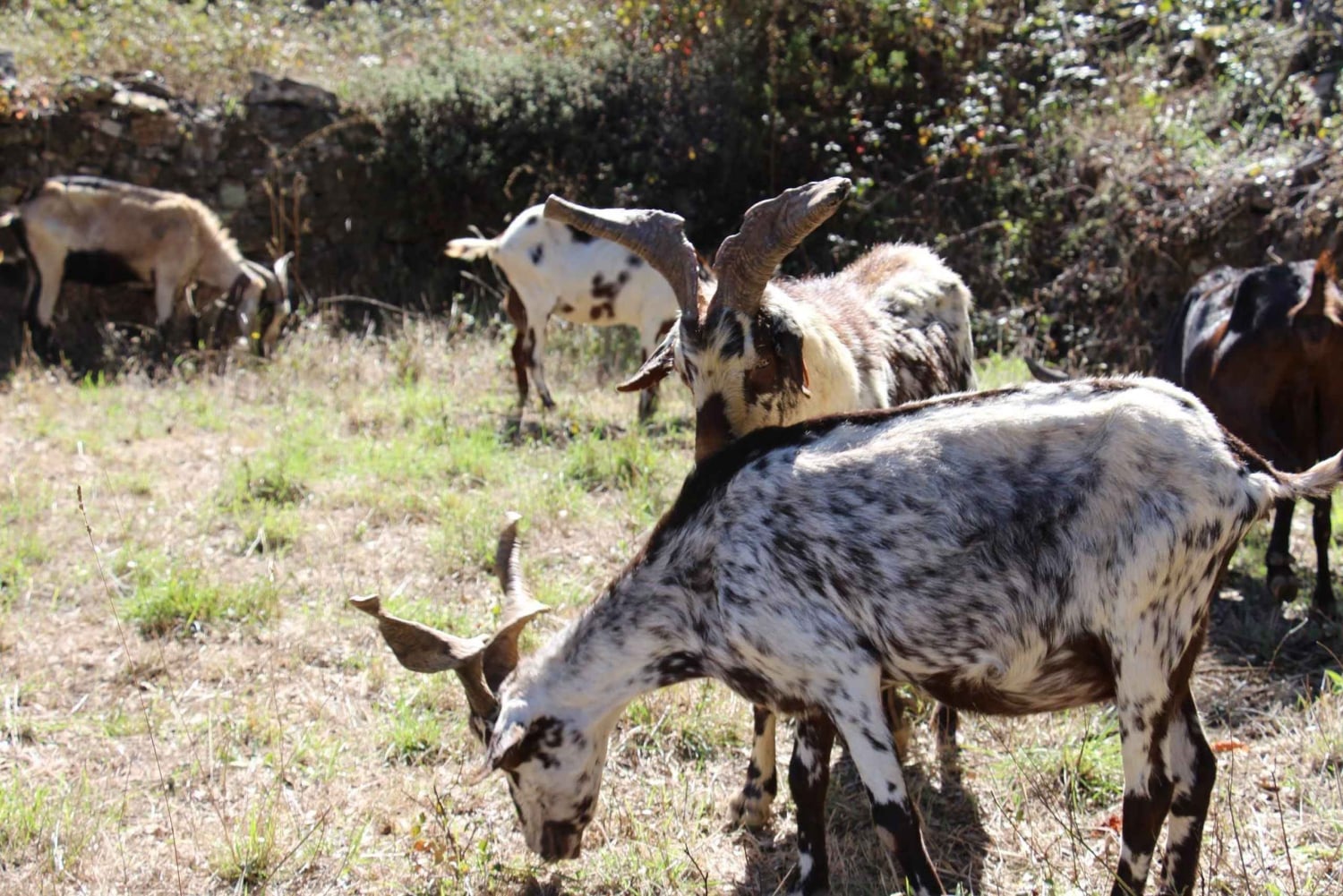 Walk through Hills With a Local Goat Herder and Their Goats