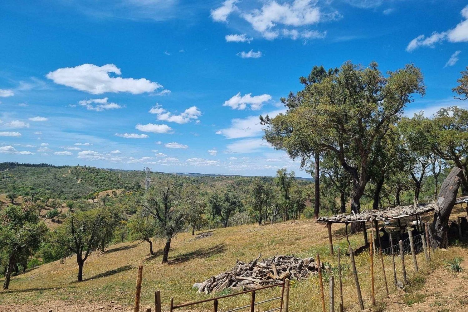 Walk through Hills With a Local Goat Herder and Their Goats