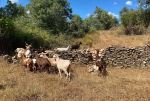 Walk through Hills With a Local Goat Herder and Their Goats