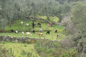 Walk through Hills With a Local Goat Herder and Their Goats